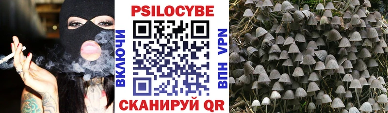 блэк спрут как зайти  Александровское  Псилоцибиновые грибы Cubensis 